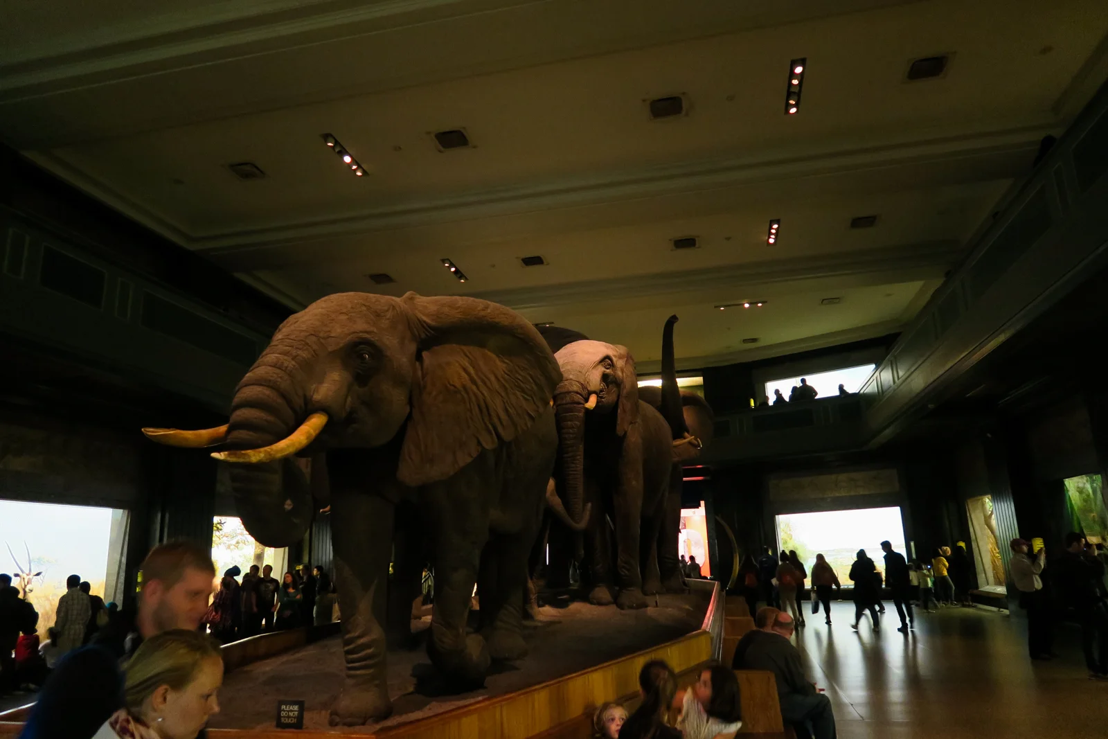 Afrikanische Elefanten in der Akeley Hall of African Mammals im American Museum of Natural History an der Upper West Side in New York City