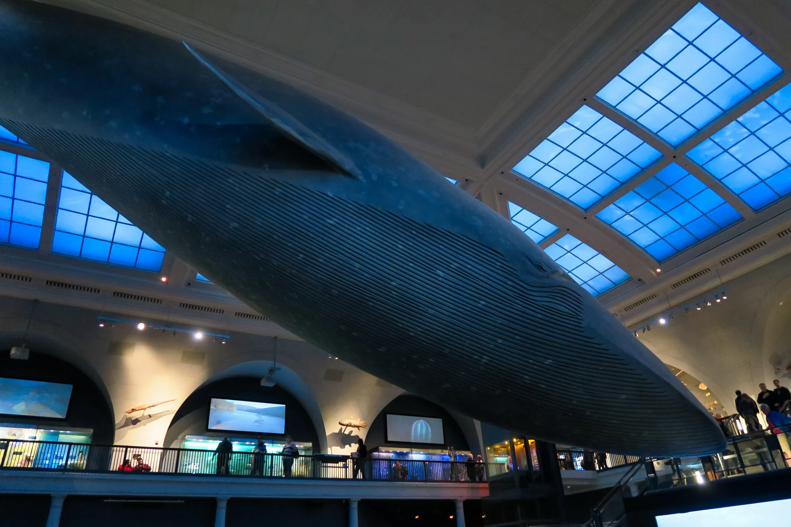 Lebensgroßer Blauwal in der Milstein Hall of Ocean Life im American Museum of Natural History an der Upper West Side in Manhattan New York City
