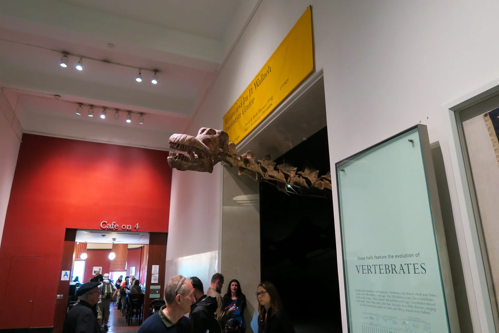 Dinosaurier-Skelett im 4. Stock vor dem Cafe on 4 in der Vertebraten-Halle des American Museum of Natural History Manhattan New York City